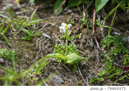 オノエラン 76669375