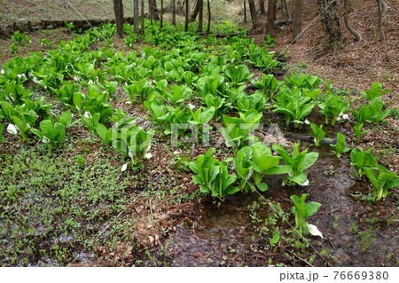 大胡ぐりーんふらわー牧場の水芭蕉 大胡ぐりーんふらわー牧場の水芭蕉 76669380