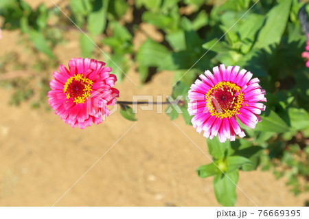 ジニア2輪 ジニア2輪 76669395