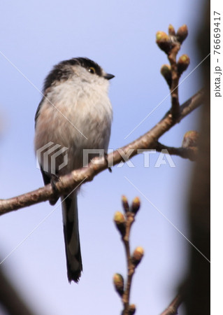 野鳥写真横を向くエナガ 野鳥写真横を向くエナガ 76669417