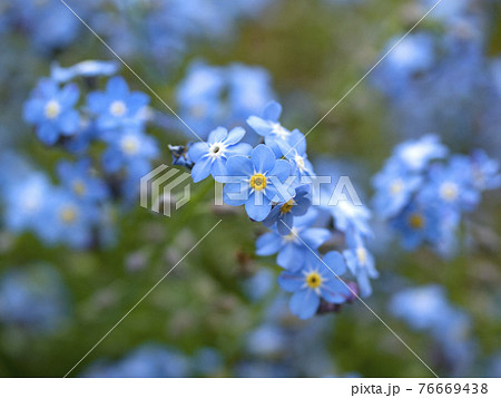 庭先に咲く青い小さな花の群生の写真素材