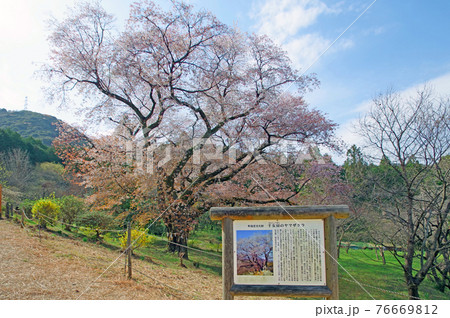福岡県みやこ町にひっそりと咲く樹齢300年の千女房桜 76669812