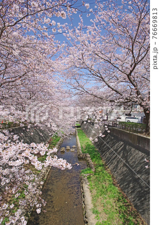 福岡県北九州市小倉南区志井川の桜並木の写真素材