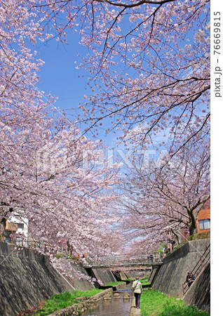 福岡県北九州市小倉南区志井川の桜並木水辺を歩く人物 76669815