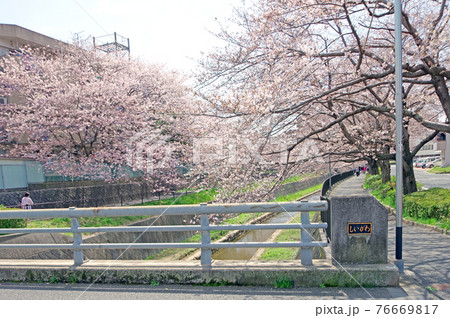 福岡県北九州市小倉南区志井川の桜並木の写真素材