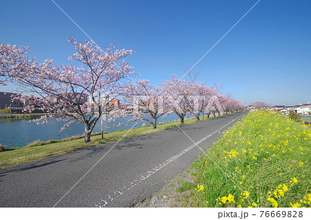 福岡県行橋市今川河畔の桜並木と菜の花 福岡県行橋市今川河畔の桜並木と菜の花 76669828