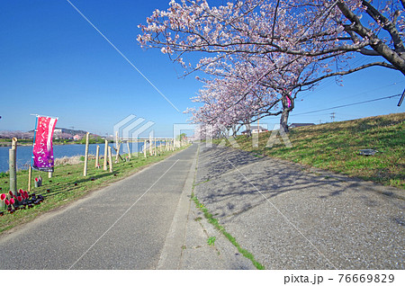 福岡県行橋市の今川河川敷のさくらみちと竹灯篭 76669829
