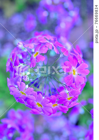 サクラソウ 紫 丸い 桜草の写真素材