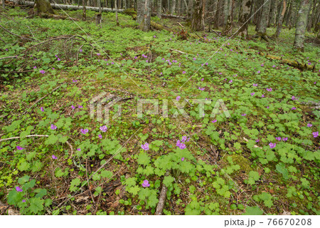 阿寒の森のオオサクラソウ 76670208