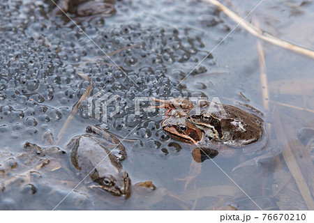 繁殖期のエゾアカガエルの写真素材