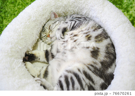 丸まって寝る猫 76670261