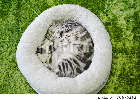 丸まって寝る猫 76670262