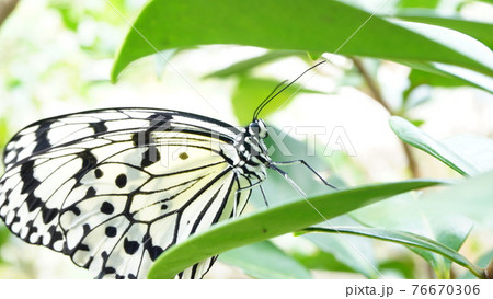 オオゴマダラ、成虫後、木で休む オオゴマダラ、成虫後、木で休む 76670306