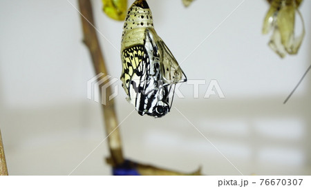 オオゴマダラの羽化の始まり オオゴマダラの羽化の始まり 76670307