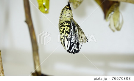 オオゴマダラの羽化の始まる オオゴマダラの羽化の始まる 76670308