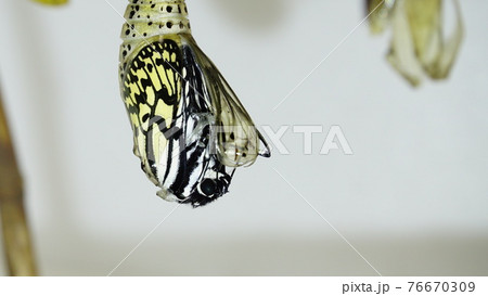 オオゴマダラの羽化の始まり、クローズアップ オオゴマダラの羽化の始まり、クローズアップ 76670309