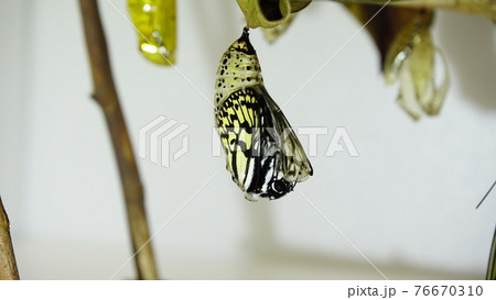 オオゴマダラの羽化の始まり直後 オオゴマダラの羽化の始まり直後 76670310