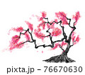 桃の花が咲いた古木 76670630