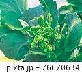 キャベツのつぼみ2 76670634
