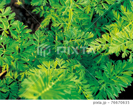 人参の葉1 76670635