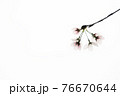 さくら 76670644