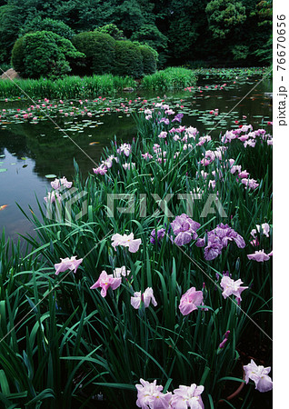 勧修寺 花しょうぶ咲く頃 勧修寺 花しょうぶ咲く頃 76670656