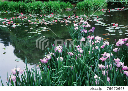 勧修寺 花しょうぶ咲く頃 勧修寺 花しょうぶ咲く頃 76670663