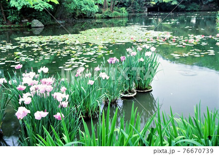 勧修寺 花しょうぶ咲く頃 勧修寺 花しょうぶ咲く頃 76670739