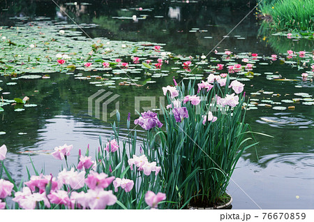 勧修寺 花しょうぶ咲く頃 勧修寺 花しょうぶ咲く頃 76670859