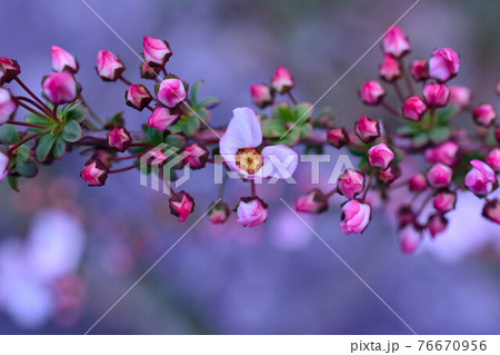 ユキヤナギ 赤花ユキヤナギ ユキヤナギ 赤花ユキヤナギ 76670956