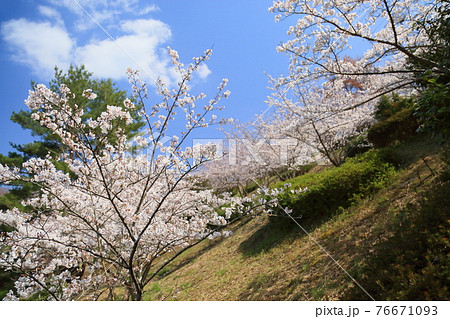 桜　ソメイヨシノの花 76671093