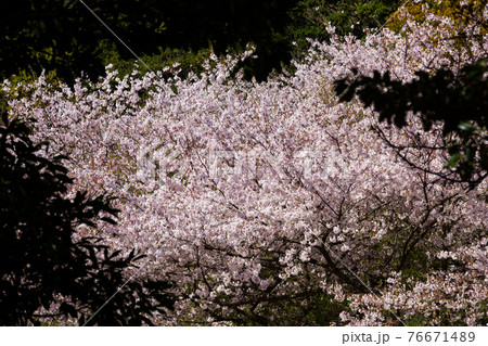 桜 桜 76671489