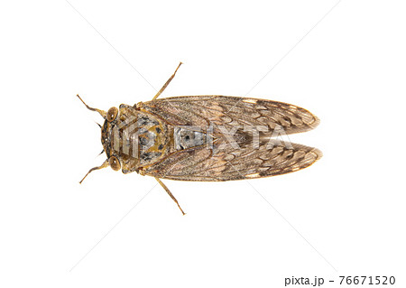 Image of large brown cicada insect isolated on white background. Insects. 76671520