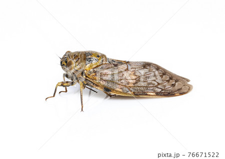 Image of large brown cicada insect isolated on white background. Insects. 76671522