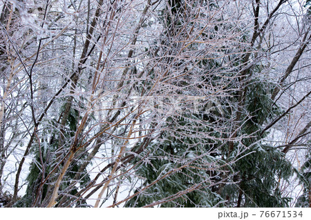 雨氷の枝 76671534