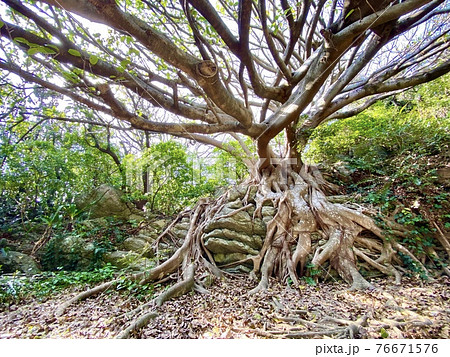 地面に根を張る亜熱帯性植物アコウの木 地面に根を張る亜熱帯性植物アコウの木 76671576