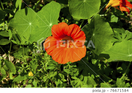 ナスタチウム 76671584