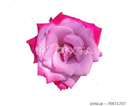 The roses are on a white background that can be used to make cards or compose images. The roses are on a white background that can be used to make cards or compose images. 76671707