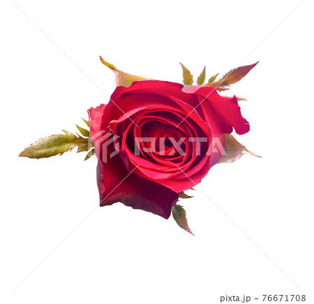 The roses are on a white background that can be used to make cards or compose images. The roses are on a white background that can be used to make cards or compose images. 76671708