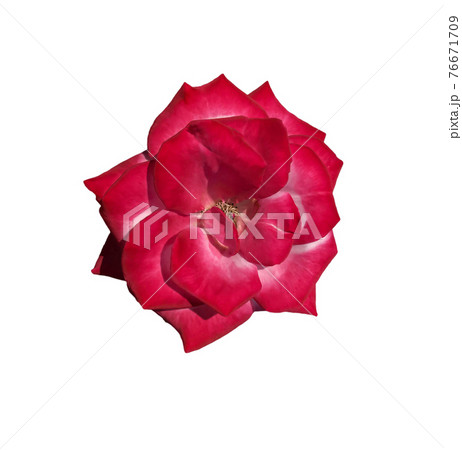 The roses are on a white background that can be used to make cards or compose images. 76671709