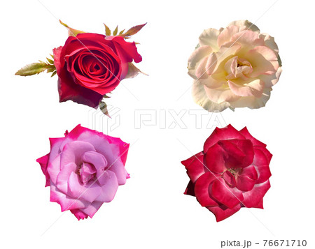 four roses are on a white background that can be used to make cards or compose images. four roses are on a white background that can be used to make cards or compose images. 76671710