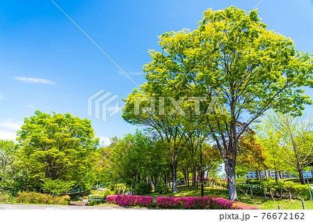 東京都多摩市　春の鶴牧西公園 76672162