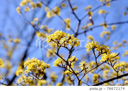 【東京】府中市郷土の森博物館のサンシュユ（春） 76672174