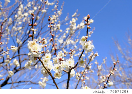 【東京】府中市郷土の森博物館の梅（春） 76672293
