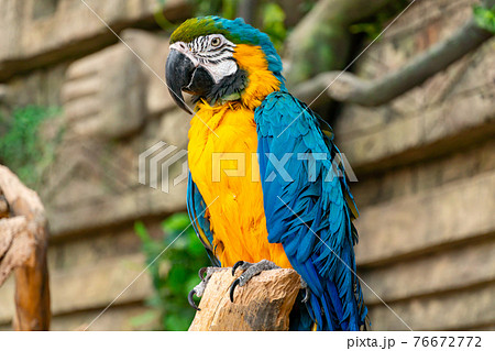 Blue-yellow macaw parrot close-up. Big ara parrot with huge beak on jungle background 76672772