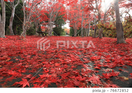 紅葉のトンネル(ノムラモミジ) 紅葉のトンネル(ノムラモミジ) 76672852