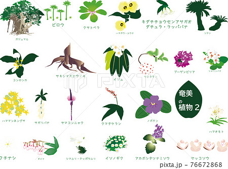 南国奄美の植物セット3種2 76672868
