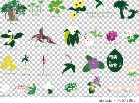 Tropical Amami plant set 3 species 2 76672868