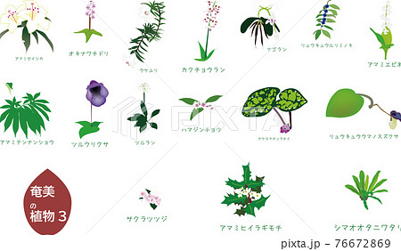 南国奄美の植物セット3種3のイラスト素材