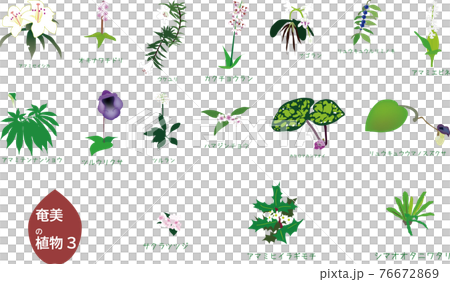 南国奄美の植物セット3種3 南国奄美の植物セット3種3 76672869